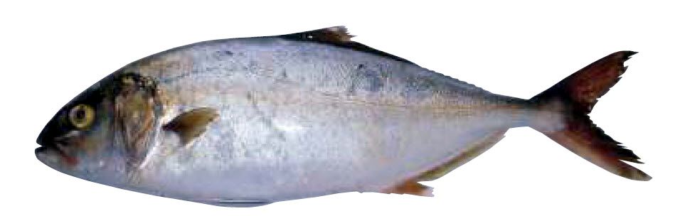 Seriola dumerili_007